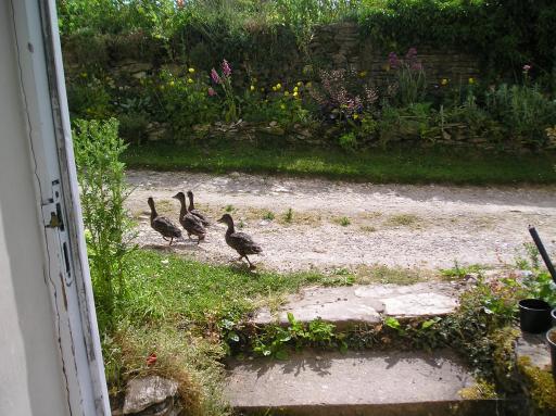 Ducks running away