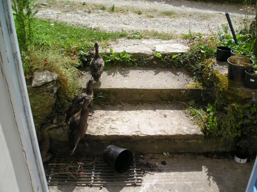 Ducks running up the steps