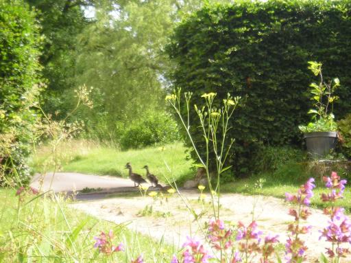 Ducks stumbling on the cattle grid