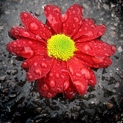 Flower in the Rain