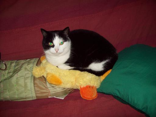 I killed it it's mine