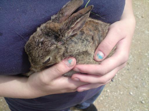 Baby Bunny