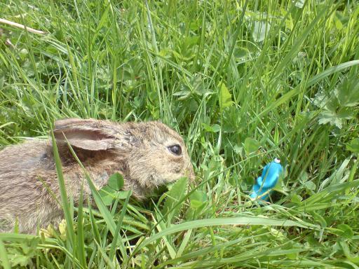 Baby bunny saying hi to a Wiggly Pet